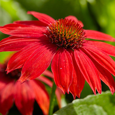 Sombrero® Salsa Red Coneflower
