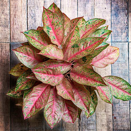 Red Chinese Evergreen Plant