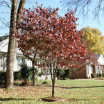 Fall Dogwood color is rusty red.