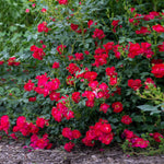 Red Drift® Rose