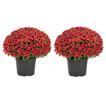 Fall Mums (Chrysanthemum)