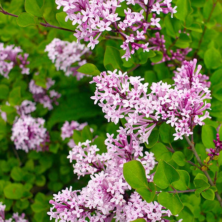 Red Pixie Lilac Tree