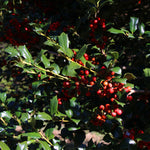 Robin™ Red Holly Shrub