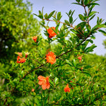 Red Pomegranate Tree