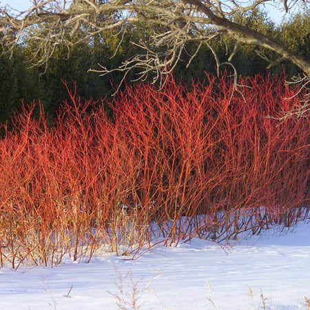 Red Twig Dogwood Shrub