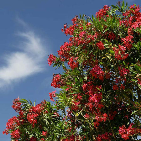 Red Oleander Shrub