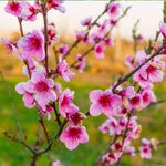 Your peach tree will be covered in pink blooms every spring.