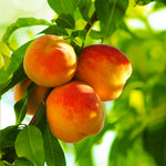 Reliance Peach Tree is hardy peach as far north as Canada.