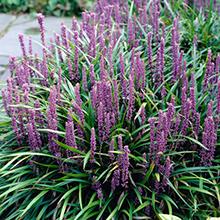 Royal Purple Liriope Shrub