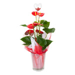 Red Anthurium Plant