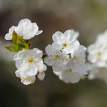 Royal Ann Cherry