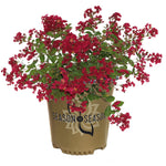 Ruby Prince™ Emerald Empire® Crape Myrtle Tree