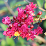 Ruby Prince™ Emerald Empire® Crape Myrtle Tree