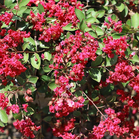 Ruby Prince™ Emerald Empire® Crape Myrtle Tree