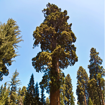 Sequoia Tree