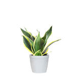 Snake Plant