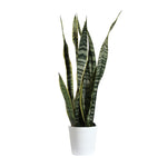 Snake Plant