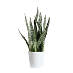 Snake Plant