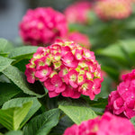 Endless Summer® Summer Crush® Reblooming Hydrangea