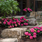 Endless Summer® Summer Crush® Reblooming Hydrangea