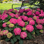 Endless Summer® Summer Crush® Reblooming Hydrangea
