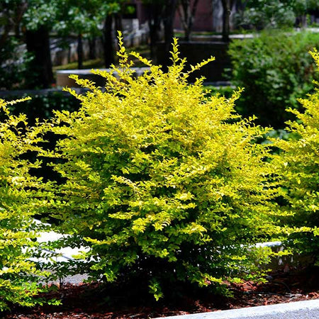Sunshine Ligustrum Privet Hedge
