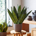 Zeylandica Snake Plant has dramatic lighter green coloring.