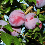 Santa Rosa Plums ripen midseason with large fruit.