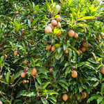 Sapodilla Tree