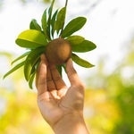 Sapodilla Tree