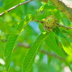 Sawtooth Oak Tree