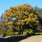 Sawtooth Oak Tree