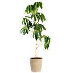 Umbrella Tree