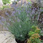 Sensational™ Lavender