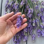 Sensational™ Lavender