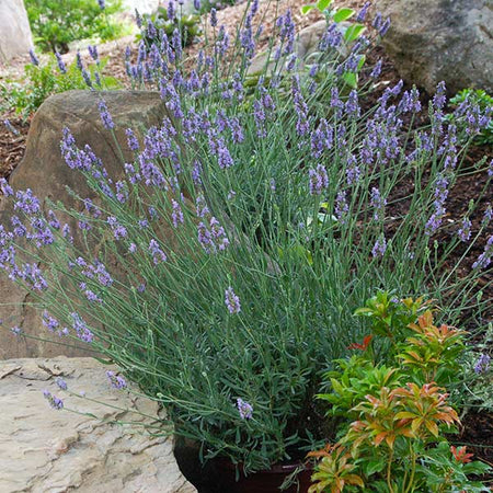 Sensational™ Lavender