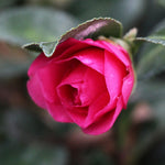 Shi-Shi Gashira Camellia Shrub