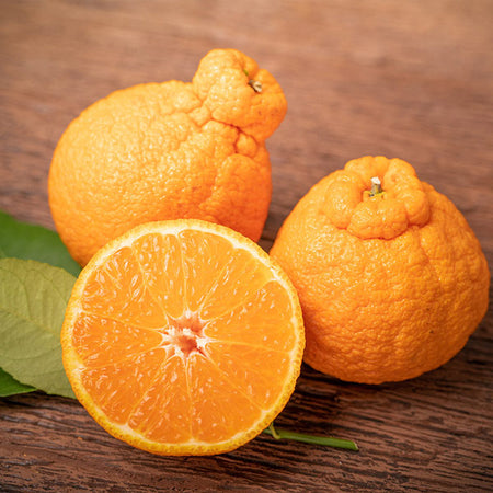 Shiranui Mandarin Tree