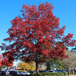 Fall color is brown to red.