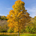 Silver Maple Tree