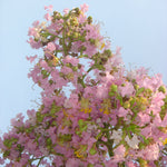 Sioux Crape Myrtle