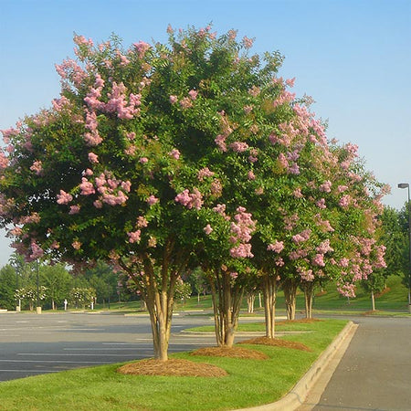 Sioux Crape Myrtle