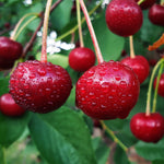 Skeena Cherry Tree