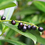 Decorative berries start green then turn red and finally black in early autumn.