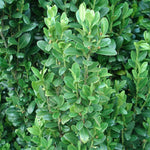 Sky Pencil Holly Tree
