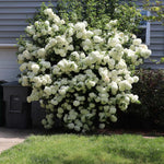 Snowball Viburnum Bush