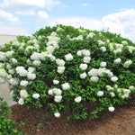 Snowball Viburnum Bush