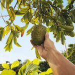 Soursop 'Guanabana' Tree