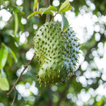 Soursop 'Guanabana' Tree