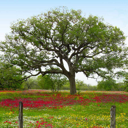 Live Oak Tree